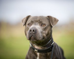 pit bull mauling 300x239 1