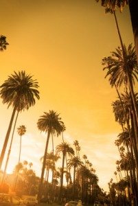 california palm trees