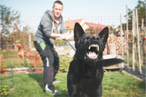 loose dogs bite jogger in elk grove