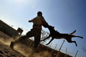 Dog Attack Lawyer Sacramento CA