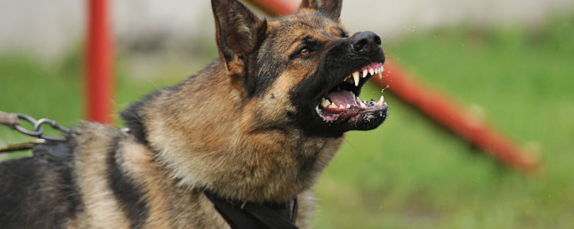Sacramento Dog Bite Injury Attorney