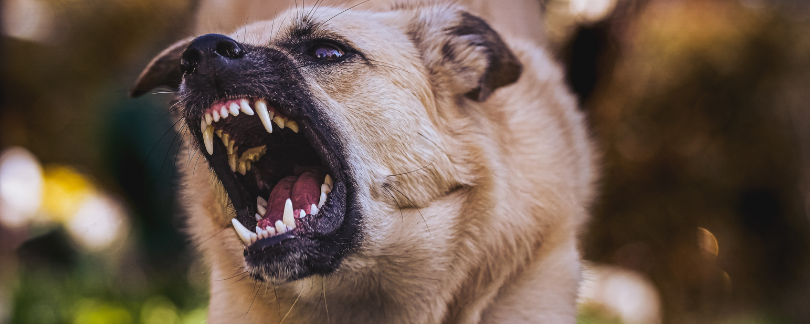 Elk Grove Dog Bite Attorney