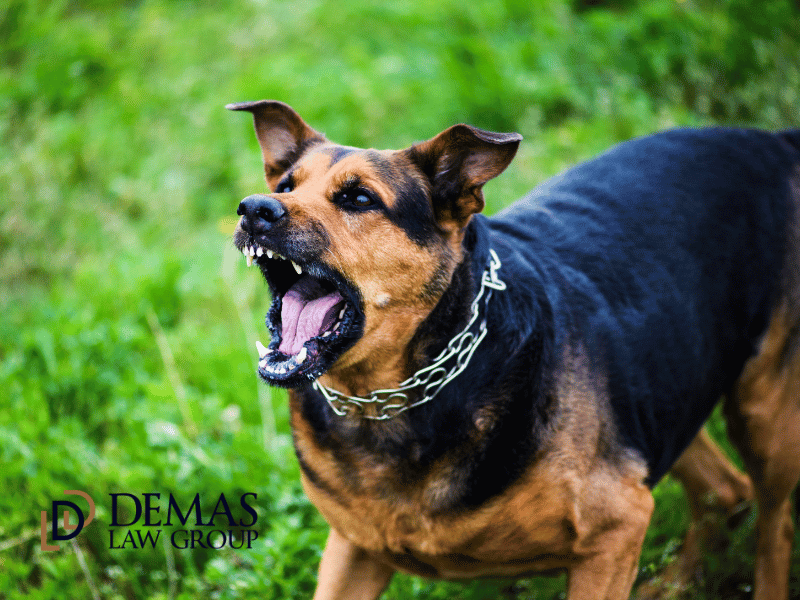 Dog Bite Attorney in Roseville, CA
