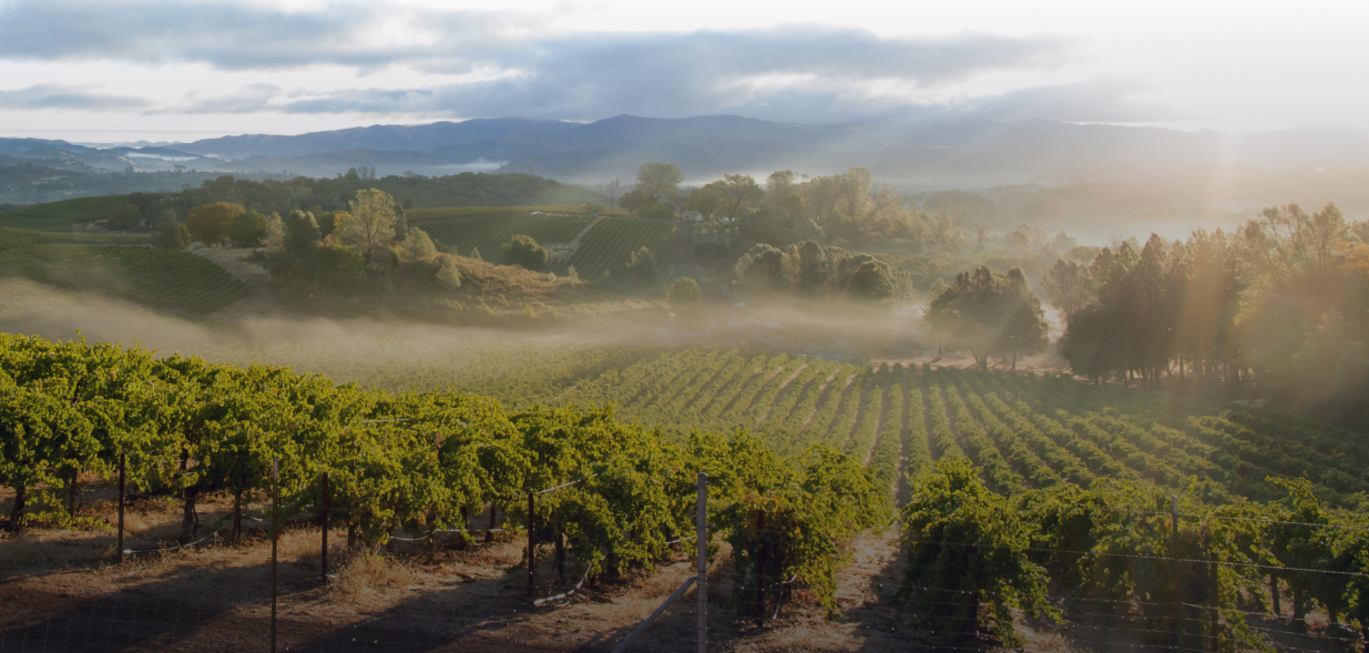 wine country 1