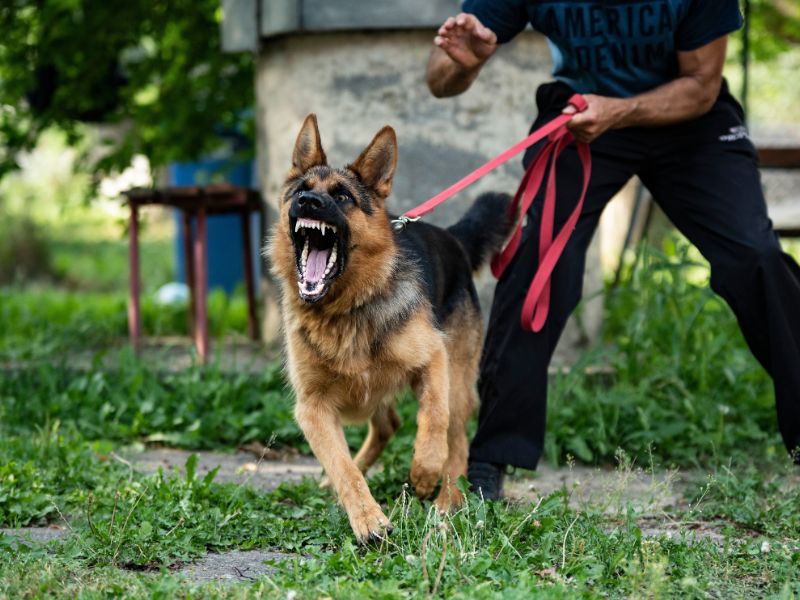Dog Bite
