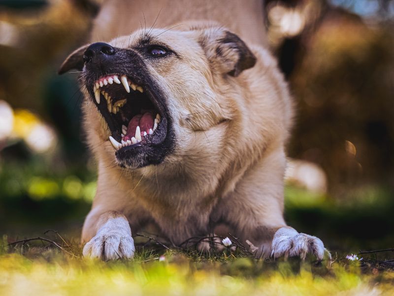 Davis Dog Bite Lawyer