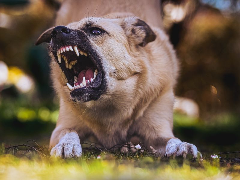 Folsom Dog Bite Lawyer